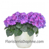 Planta Hortensia
